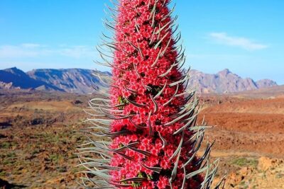 Tenerife Highlights Full-Day Tour - Vilaflor in the Pine-Forrest Foothills: A Cooler Reset
