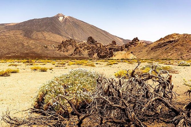 Tenerife Highlights Full-Day Tour - Icod Los Vinos: The Drago Tree and Lunch Time