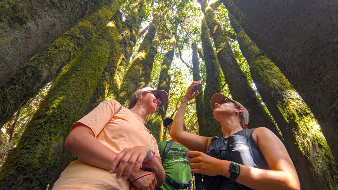 Tenerife: Hiking Tour Above Masca & Enchanted Forest - Quick highlights before you lace up