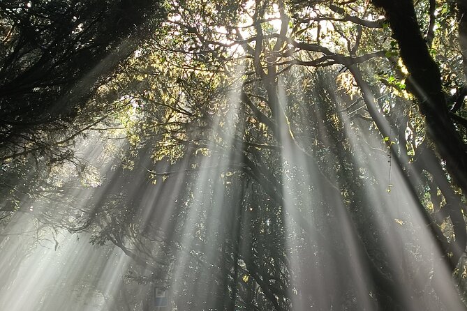 Tenerife: Hiking Tour in Anaga Mountains and Enchanted Forest - Difficulty in real numbers: about 7 km and ~250 m gain