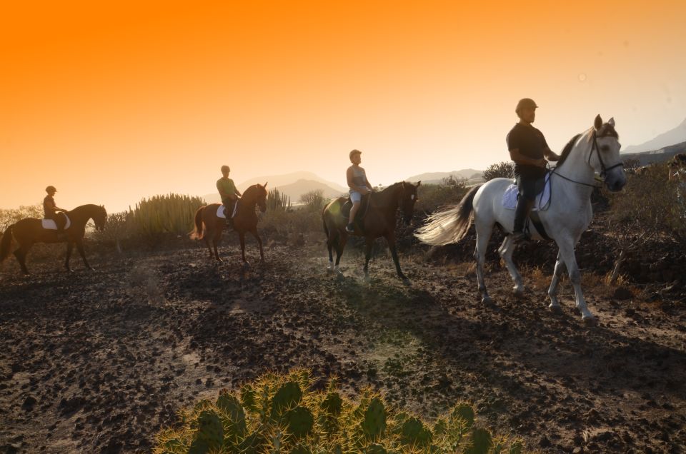 Tenerife: Horseback Ride with Instructor - The 2-Hour Ride: Coast to Beach and That Sea-Breeze Moment
