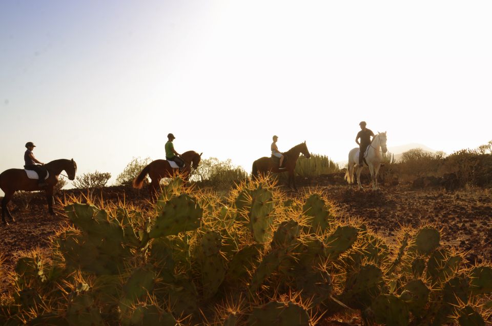 Tenerife: Horseback Ride with Instructor - The 1-Hour Ride: Mountains Up, Ocean Views Down