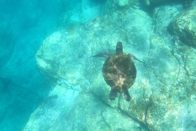 Tenerife: Kayak and snorkel with marine life safari - The land-and-water wildlife game: dolphins, turtles, and real expectations