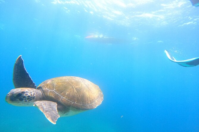 Tenerife: Kayak and snorkel with marine life safari - Price and value: is $42.34 a good deal for what you get?