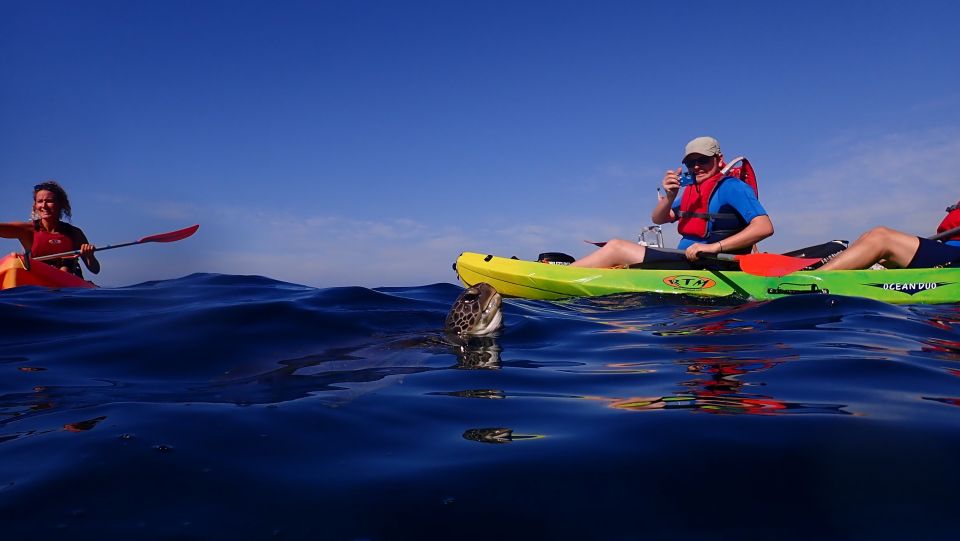 Tenerife: Kayak and Snorkel with Turtles, Wetsuits Included - Playa de Los Cristianos: first hour of kayaking and dolphin watching