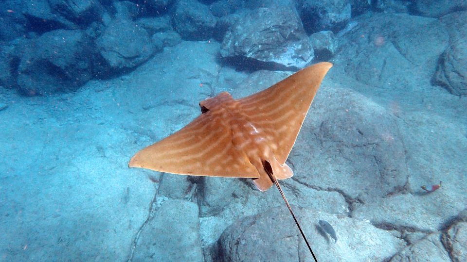 Tenerife: Kayak and Snorkel with Turtles, Wetsuits Included - How likely are turtles and dolphins?