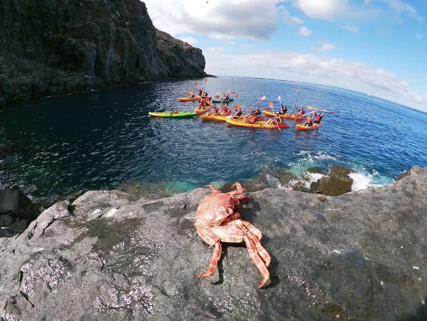 Tenerife: Kayak and Snorkeling Tour with Marine Life - Snorkel in an Exclusive Bay: Marine Life and What to Look For