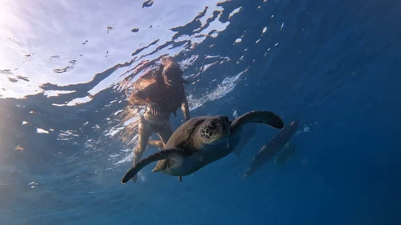 Tenerife: Kayak and Snorkeling Tour with Photos - Key highlights you can’t miss