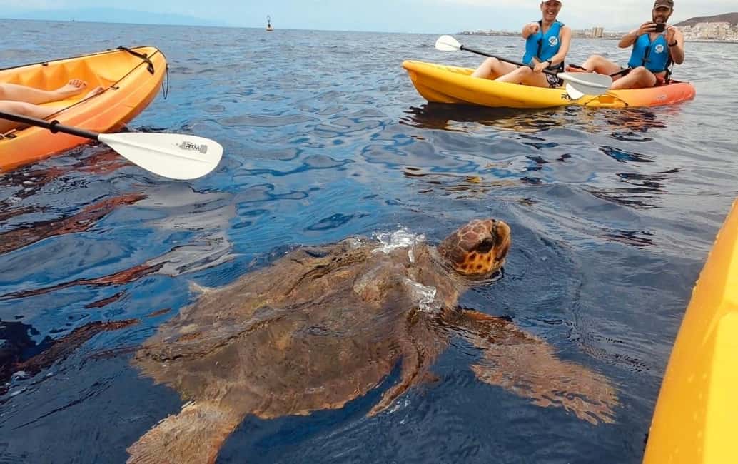 Tenerife: Kayak Safari and Sea Turtle Snorkeling with Photos - Key highlights worth your attention