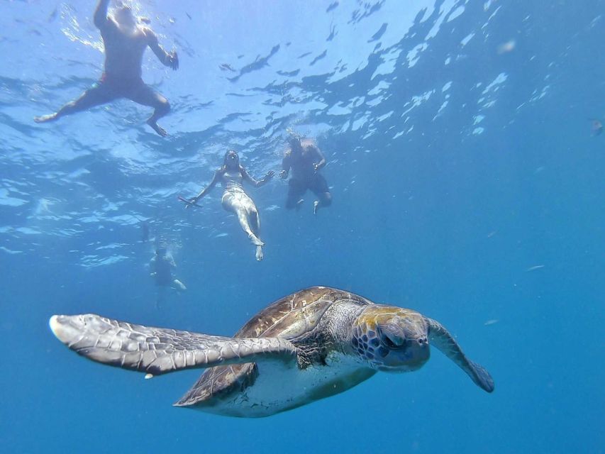 Tenerife: Kayak Safari and Sea Turtle Snorkeling with Photos - Guides make a real difference: what to look for