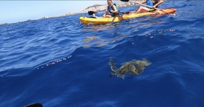 Tenerife: Kayak Safari and Sea Turtle Snorkeling with Photos - Your kayak session: safety first, then real ocean time
