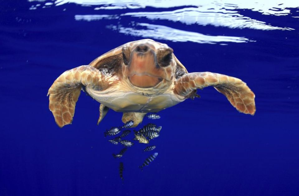 Tenerife: Kayak Safari and Sea Turtle Snorkeling with Photos - Price and value: what $29 gives you