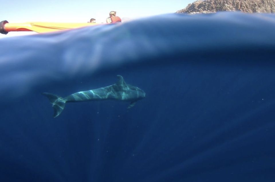 Tenerife: Kayak Safari and Sea Turtle Snorkeling with Photos - What’s included, and what you should bring