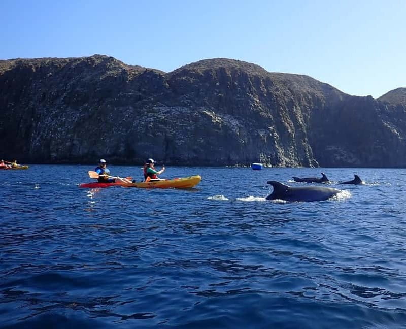 Tenerife: Kayak & Snorkel Tour with Snacks & Sea Life Safari - Why this Tenerife kayak-and-snorkel combo makes sense