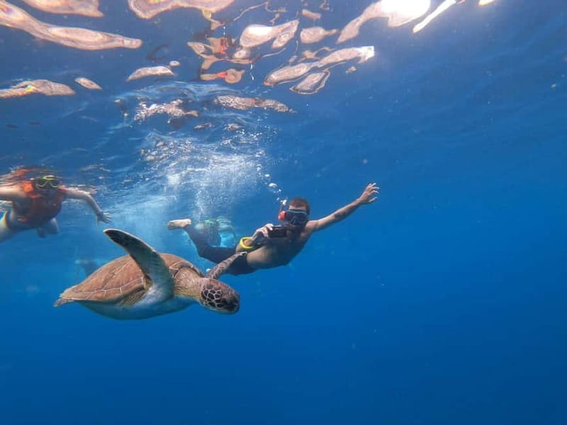 Tenerife: Kayak & Snorkel Tour with Snacks & Sea Life Safari - The itinerary: Los Cristianos beach, Lovers Cave, then back again