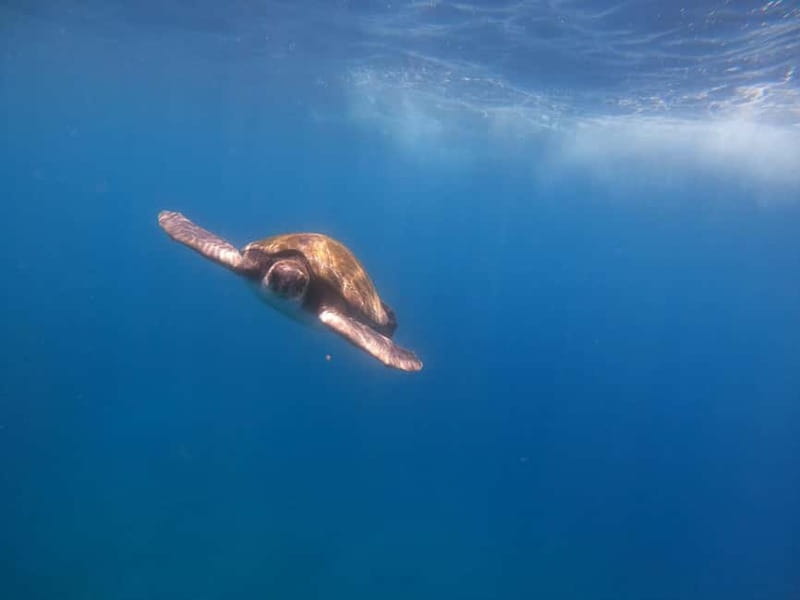 Tenerife: Kayak & Snorkel Tour with Snacks & Sea Life Safari - Meeting Mana Kayak and getting geared up fast