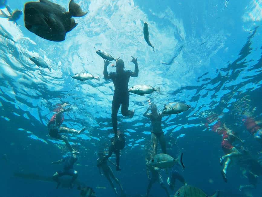 Tenerife: Kayak & Snorkeling, Marine Fauna Watching - Key Things You’ll Notice