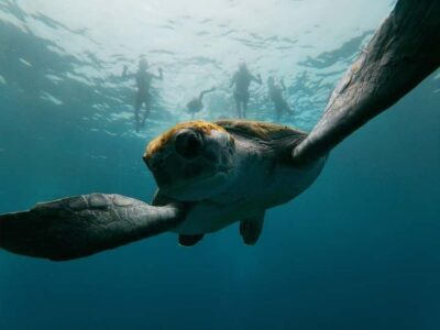 Tenerife: Kayak & Snorkeling, Marine Fauna Watching - La Arenita Start: Gear, Safety Briefing, and What to Bring