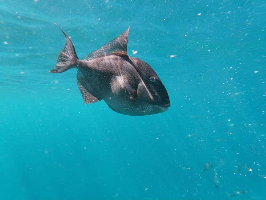 Tenerife: Kayak & Snorkeling, Marine Fauna Watching - What $53 Buys: Value, Photos, and the Snack Finish
