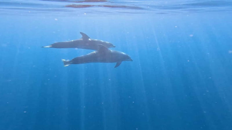 Tenerife: Kayak & Snorkeling Tour - Small Groups - Price and value: why $37 makes sense for 3 hours
