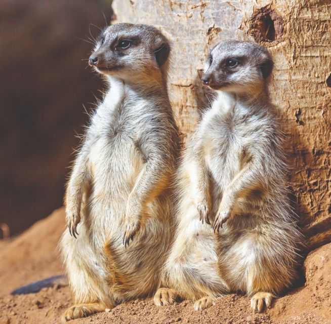 Tenerife: Loro Parque Entry Ticket - Key points before you go