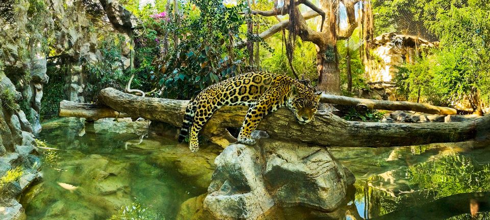 Tenerife: Loro Parque Entry Ticket - How to pace a full day (so you don’t feel like you’re sprinting)