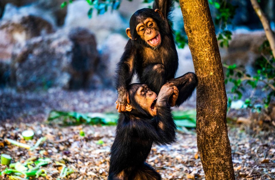 Tenerife: Loro Parque Entry Ticket - Aquarium, penguins, gorillas, and the animals beyond the headlines