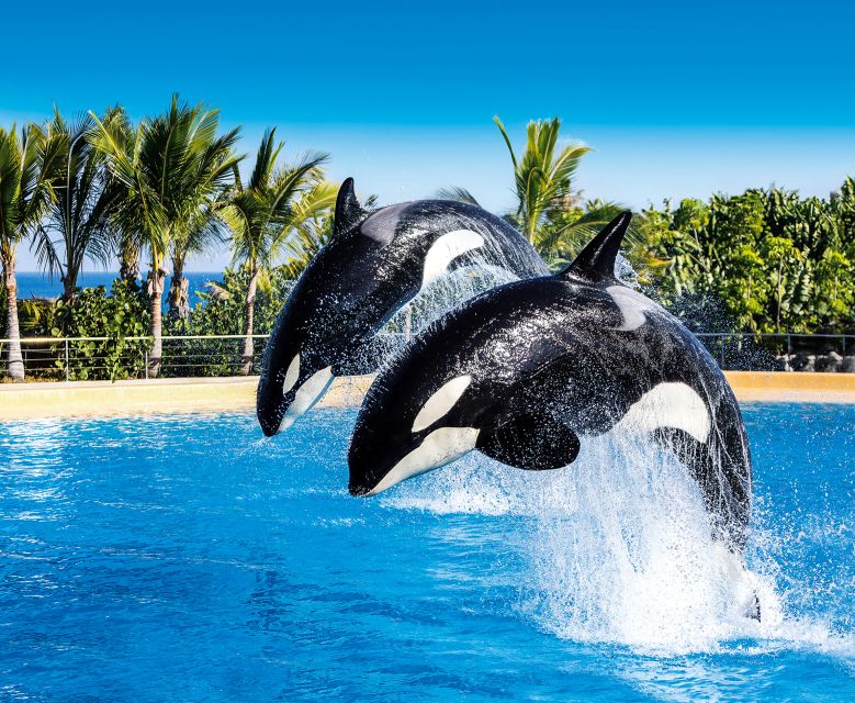 Tenerife: Loro Parque Entry Ticket - Kinderlandia and the Orca Roller Coaster for families