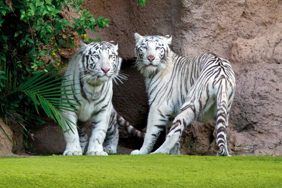 Tenerife: Loro Parque & Siam Park Entry Ticket with Transfer - Service and Communication: When Things Go Smoothly