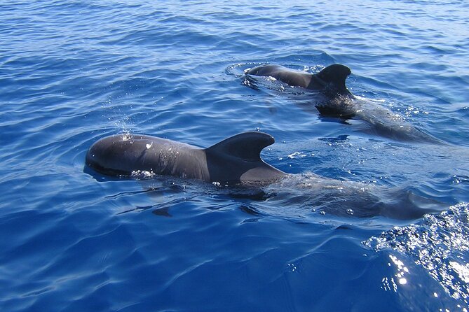 Tenerife Los Cristianos: Whale and Dolphin Eco-Yacht and Swim Stop - Quick Key Points Before You Go