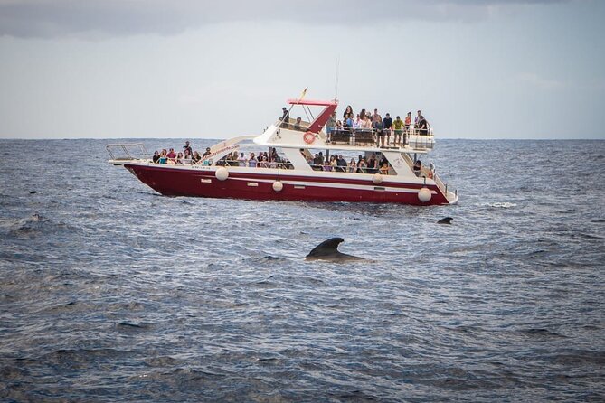 Tenerife Los Cristianos: Whale and Dolphin Eco-Yacht and Swim Stop - Stop 1: Los Cristianos Port Time and Why the Start Matters