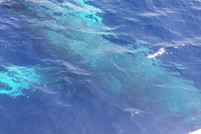 Tenerife Los Cristianos: Whale and Dolphin Eco-Yacht and Swim Stop - Whale Watching That Fits Real Life: How Likely Is It?