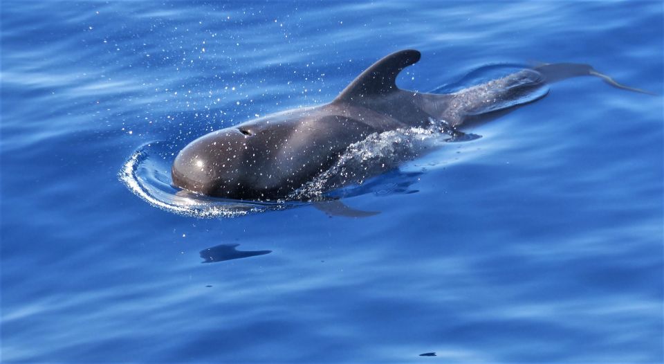 Tenerife: Los Gigantes Whale Watching Cruise by Sail Boat - Where you meet: Los Gigantes port and the easy start