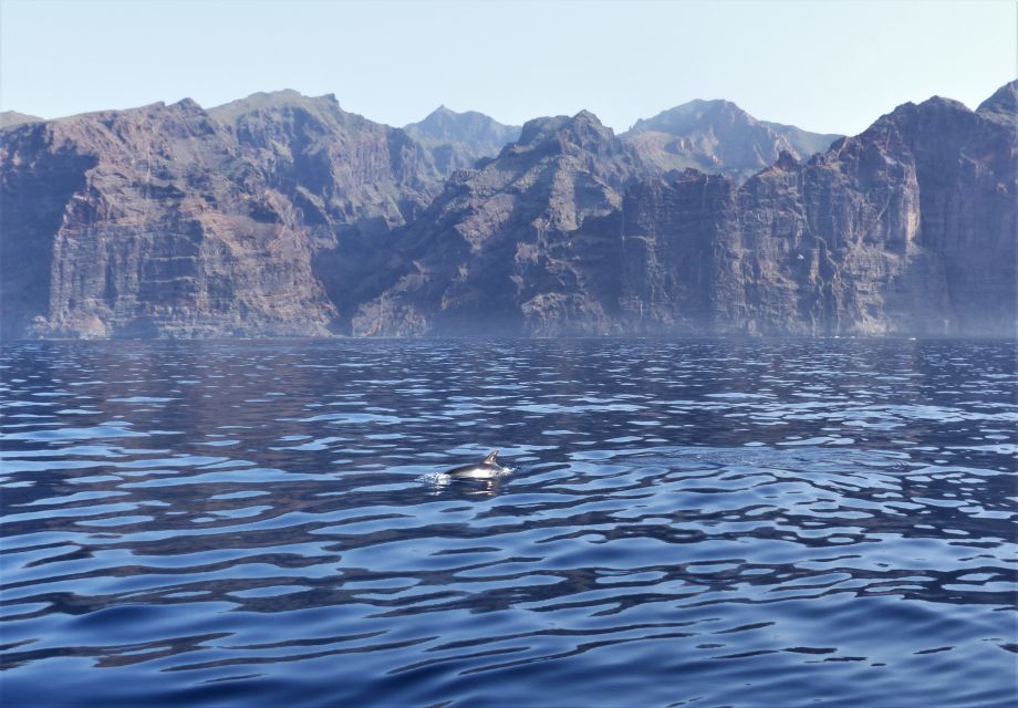 Tenerife: Los Gigantes Whale Watching Cruise by Sail Boat - The 30-minute swim and snorkel cove: quick, refreshing, and well timed