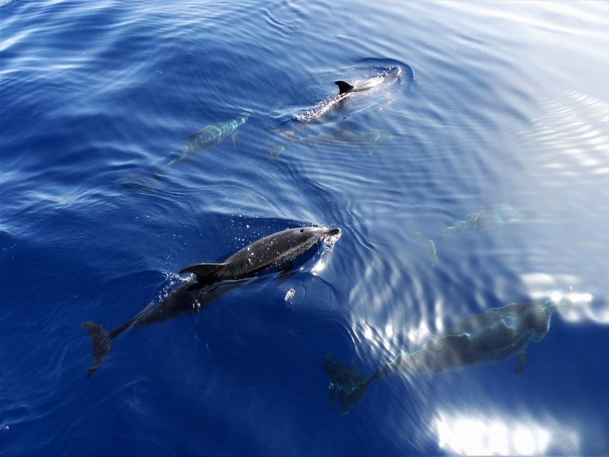 Tenerife: Los Gigantes Whale Watching Cruise by Sail Boat - Cruising out: pilot whales and dolphins in a small-group setting