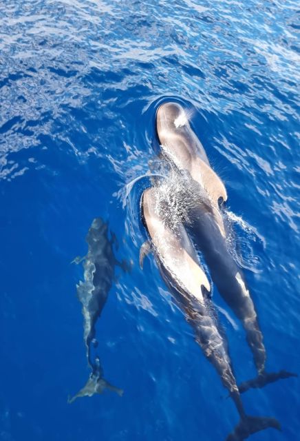 Tenerife: Marine-Life Tour with Transfer, Buffet and Drinks - Who This Tour Fits Best (and Who Might Want Another Option)