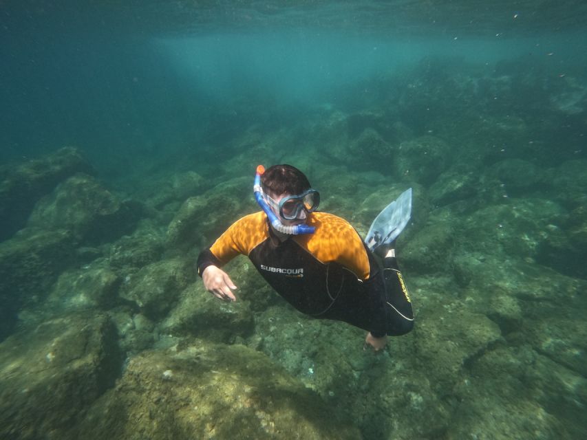 Tenerife: Puerto Colon Snorkel Safari by Speed Boat - Key highlights at a glance