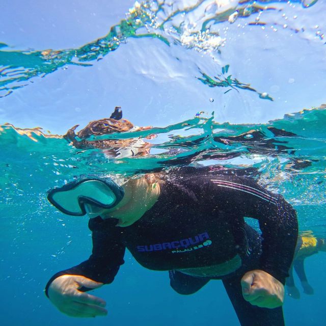 Tenerife: Puerto Colon Snorkel Safari by Speed Boat - Where you meet in Puerto Colón (and what to do when you arrive)