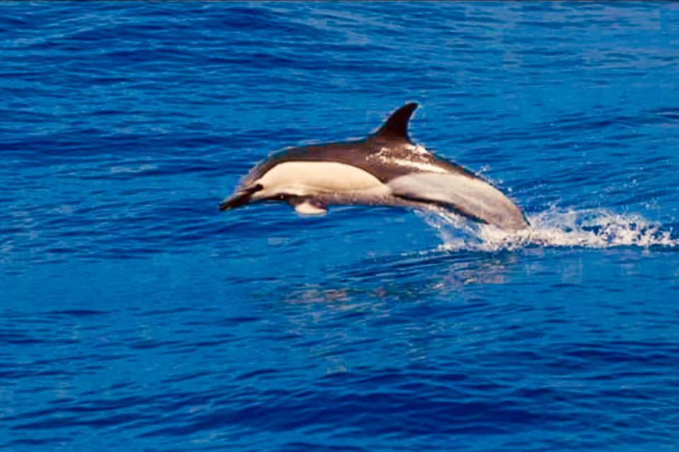 Tenerife: Sailboat Tour with Food and Snorkeling - Food and drinks onboard: snacks that don’t feel like an afterthought