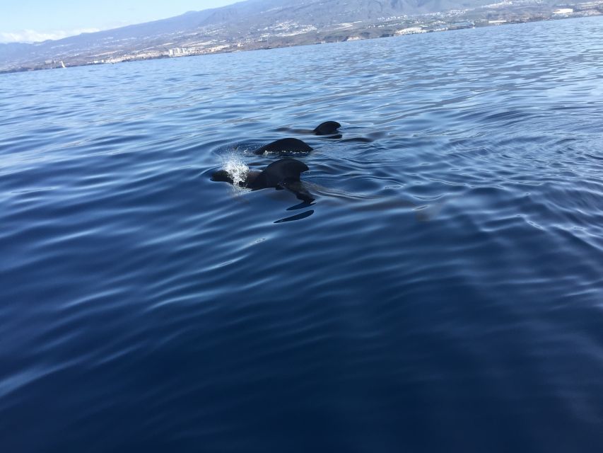 Tenerife: Sailing Excursion with Whale and Dolphin Watching - Whale and Dolphin Watching: Seeing Them While Keeping Space