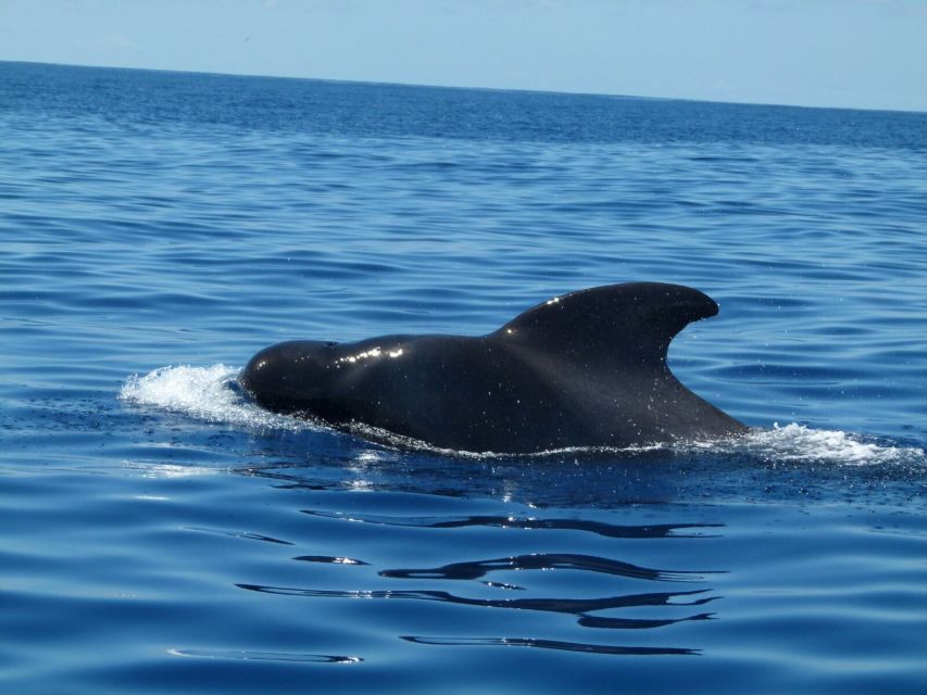 Tenerife: Sailing Excursion with Whale and Dolphin Watching - The Secluded Bay Stop: Swimming and Snorkeling With Provided Gear