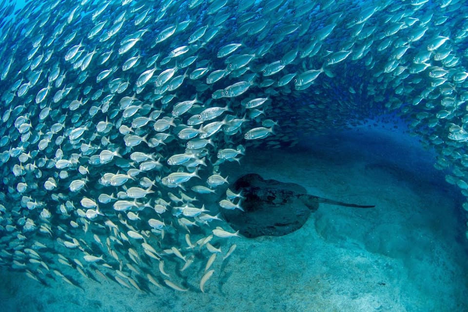 Tenerife: Scuba Diving Experience for Every Level - Key things that make this Tenerife scuba session work
