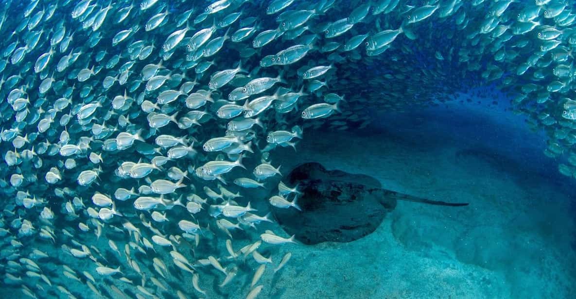 Tenerife: Scuba Diving Experience for Every Level - Playa de las Vistas: where your small-group session starts