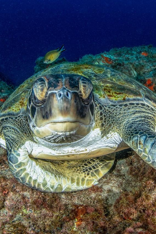 Tenerife: Scuba Diving Experience for Every Level - Equipment + safety basics: what’s included, and why that matters