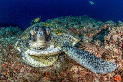 Tenerife: Scuba Diving Experience for Every Level - 2.5 hours that actually teaches: briefing, shallow practice, then going underwater