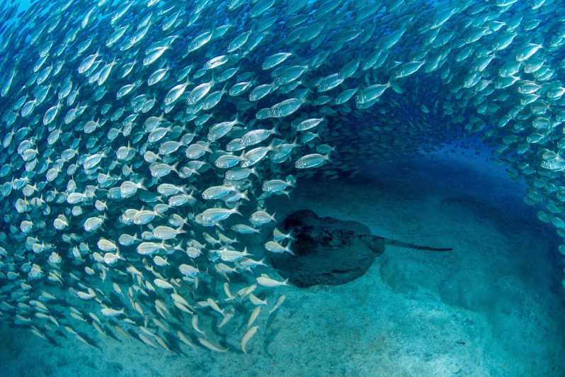 Tenerife: Scuba Diving Experience for Every Level - Spotting sea turtles and wildlife: how the guide helps you actually see it