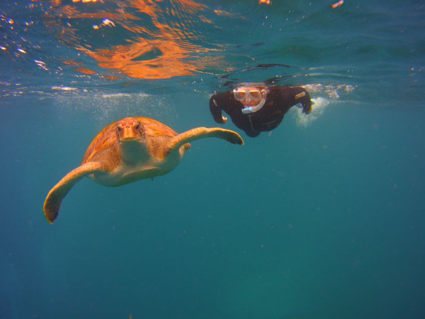 Tenerife: Snorkel with Turtles - Key things I’d bet on before you book