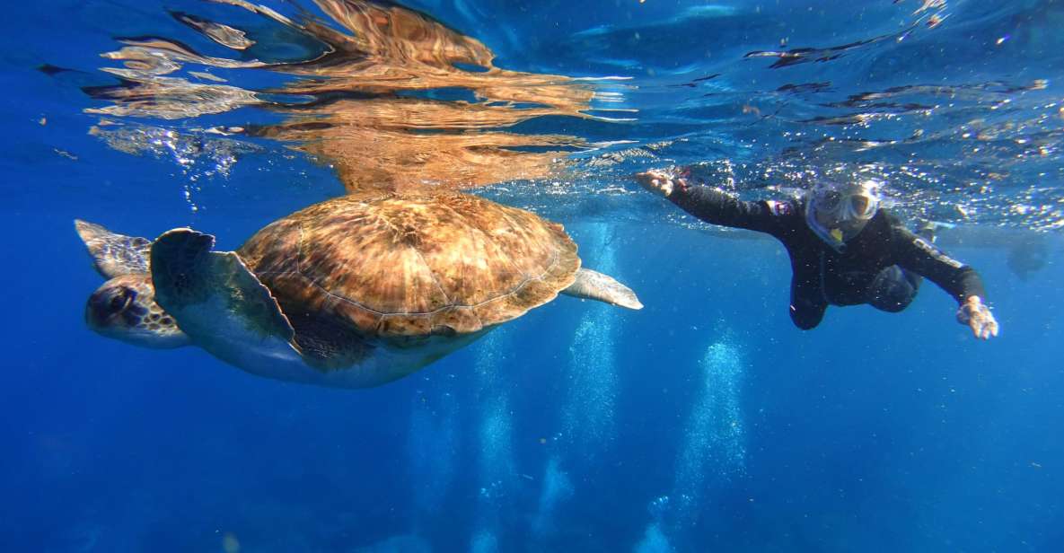 Tenerife: Snorkel with Turtles - Malpais de Rasca: why the boat ride matters, not just the swim