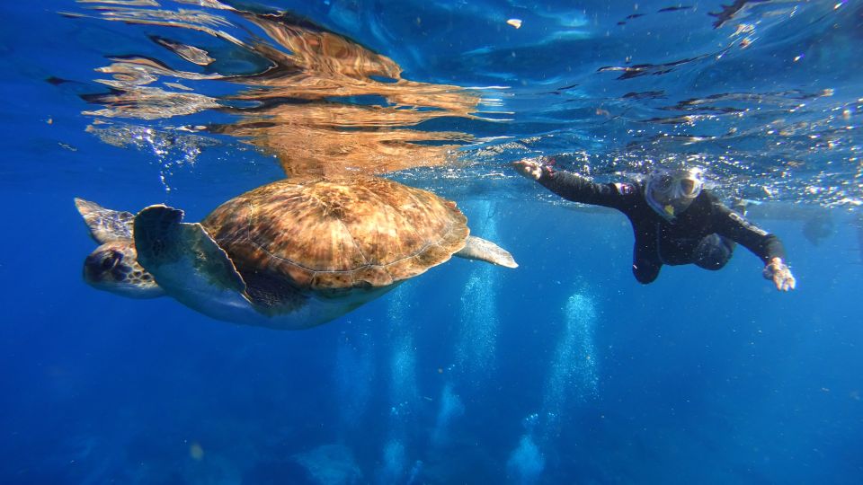 Tenerife: Snorkel with Turtles - The speedboat legs: 25 minutes each way over Tenerife’s coast