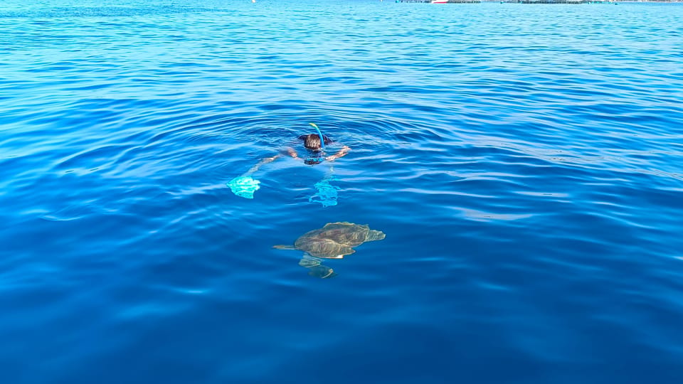Tenerife: Snorkel with Turtles - Your hour underwater: turtles, marine life, and respectful rules